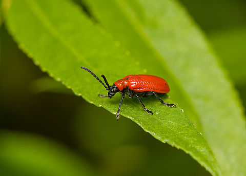 Lily Leaf Beetle, Heesch, Netherlands  Diffuser,Europe,Heesch,Lilioceris lilii,Lily leaf beetle,Netherlands,World,the Netherlands