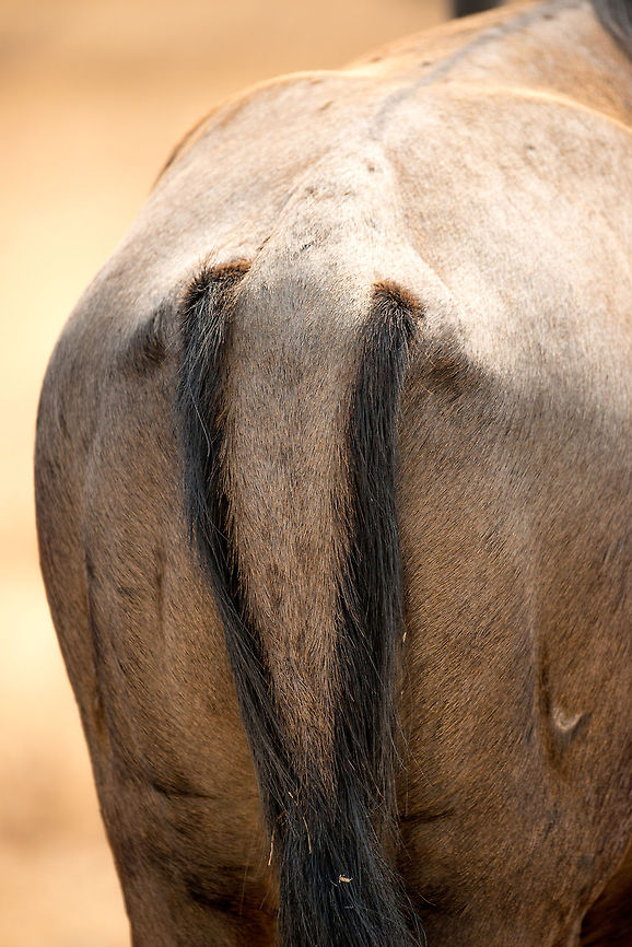 The Great Migration in Great Detail - 6 When I first saw this hind closeup of a Wildebeest on the Ngorongoro crater floor, I figured it was the first animal I had ever seen to have two tails. It's an optical illusion though, I will let you figure this one out :) Africa,Blue wildebeest,Connochaetes taurinus,Ngorongoro,Ngorongoro Crater,Serengeti area,Tanzania
