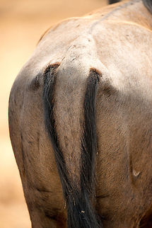 The Great Migration in Great Detail - 6 When I first saw this hind closeup of a Wildebeest on the Ngorongoro crater floor, I figured it was the first animal I had ever seen to have two tails. It's an optical illusion though, I will let you figure this one out :) Africa,Blue wildebeest,Connochaetes taurinus,Ngorongoro,Ngorongoro Crater,Serengeti area,Tanzania