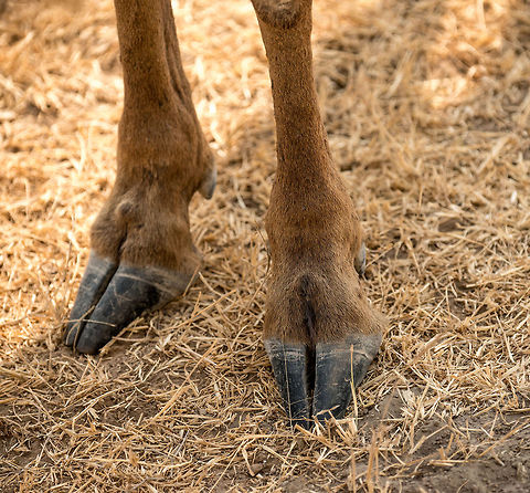 The Great Migration in Great Detail - 8 The Great Migration in the end all comes down to this. These are the hoofs of the Wildebeest, as found on the Ngorongoro crater floor. Africa,Blue wildebeest,Connochaetes taurinus,Ngorongoro,Ngorongoro Crater,Serengeti area,Tanzania