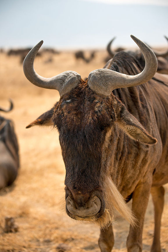 The Great Migration in Great Detail - 7 A Wildebeest on the Ngorongoro crater floor giving his &quot;FML&quot; look. Africa,Blue wildebeest,Connochaetes taurinus,Ngorongoro,Ngorongoro Crater,Serengeti area,Tanzania