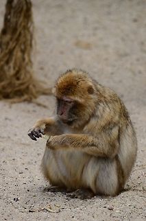 Berber Monkey inventing a new tool A young Berber Monkey sits in the sand as it is trying to invent a new straw tool. Barbary Macaque,Berber Monkey,Macaca sylvanus,Monkeys,Rhenen Zoo
