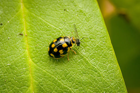 Fourteen spotted Ladybird, Heesch, Netherlands Adult feeding on an aphid. Diffuser,Europe,Fourteen spotted Ladybird,Heesch,Netherlands,Propylea quatuordecimpunctata,World,the Netherlands
