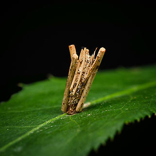 Common Bagworm Moth, Heesch, Netherlands Larva case attached to a leaf, found in our backyard. Common Bagworm Moth,Diffuser,Europe,Heesch,Netherlands,Psyche casta,World,the Netherlands