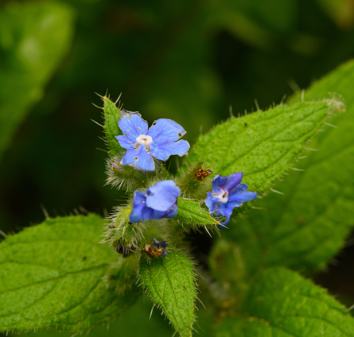 Small Bugloss, Heesch, Netherlands Growing in our lawn in the backyward. Not in a very attractive state. Anchusa arvensis,Diffuser,Europe,Heesch,Netherlands,Small Bugloss,World,the Netherlands