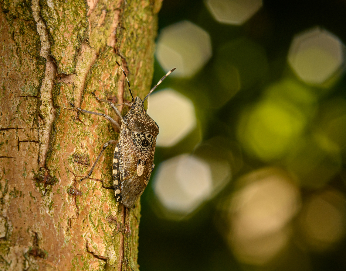 Mottled Shieldbug, Heesch, Netherlands  Diffuser,Europe,Heesch,Mottled Shieldbug,Netherlands,Rhaphigaster nebulosa,World,the Netherlands