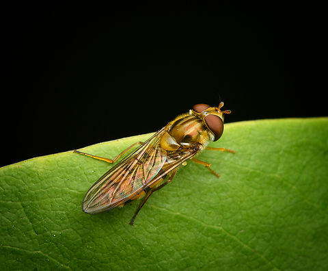 Marmalade Hover Fly, Heesch, Netherlands Probably a freshly emerged female. It's still very clean and undamaged and spent a lot of time with wings folded. It's a female because the male of this species (and any other hoverfly species) have eyes that touch each other (blend). Diffuser,Episyrphus balteatus,Europe,Heesch,Marmalade Hover Fly,Netherlands,World,the Netherlands