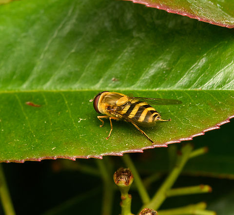 Common Flower Fly, Heesch, Netherlands Not very happy with the angle, but it does show what an unusually broad-bodied species this is, for a hoverfly. Common Flower Fly,Diffuser,Europe,Heesch,Netherlands,Syrphus ribesii,World,the Netherlands