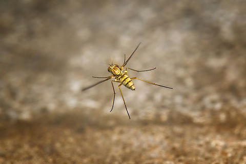 Tiny diptera in flight, Heesch, Netherlands Strange odds at work here. I was slowly approaching this tiny subject without even knowing what it was, I estimate it at 5mm tops. It got spooked when flash triggered and by chance directly flew into the focal plane, which in this case is about 2mm deep. 

I'm not sure what it is yet. I was considering perhaps a snipe fly or long-legged fly. Diffuser,Europe,Heesch,Netherlands,World,the Netherlands