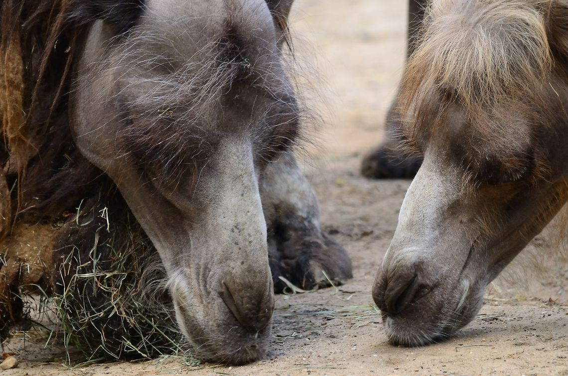 Camel Couple closeup A male and female camel sniff the ground for food in the Rhenen zoo. Bactrian camel,Camel,Camelus bactrianus,Rhenen Zoo