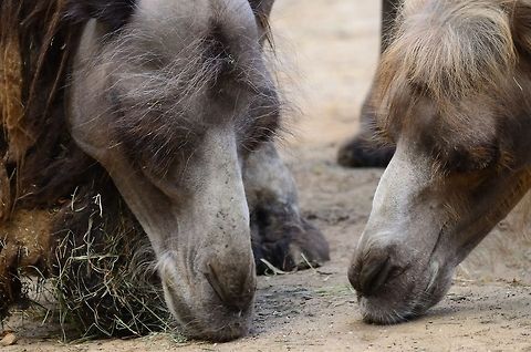 Camel Couple closeup A male and female camel sniff the ground for food in the Rhenen zoo. Bactrian camel,Camel,Camelus bactrianus,Rhenen Zoo