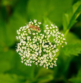 Marmalade Hover Fly pollinating Goutweed, Heesch, Netherlands  Aegopodium podagraria,Diffuser,Europe,Goutweed,Heesch,Netherlands,World,the Netherlands