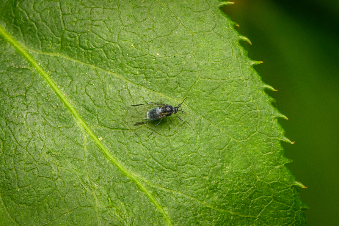 Common Dogwood-grass Aphid, Heesch, Netherlands Winged form. A deep crop, they are 1.9-3mm in size.<br />
<br />
For such a tiny creature, they seem to have a wildly complex life cycle. For most of the year, the population consist of females only, whom reproduce asexually. Yet in the fall (autumn) males emerge that do reproduce sexually, producing females that (again) can reproduce asexually. <br />
<br />
They also migrate between host plants and there&#039;s multiple forms. An adult may or may not have wings. Anoecia corni,Diffuser,Europe,Heesch,Netherlands,World,the Netherlands