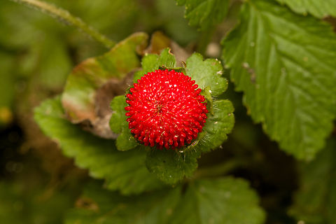 Fruit of Mock Strawberry, Heesch, Netherlands Flower:
https://www.jungledragon.com/image/136025/flower_of_mock_strawberry_heesch_netherlands.html Diffuser,Europe,Heesch,Mock Strawberry,Netherlands,Potentilla indica,World,the Netherlands