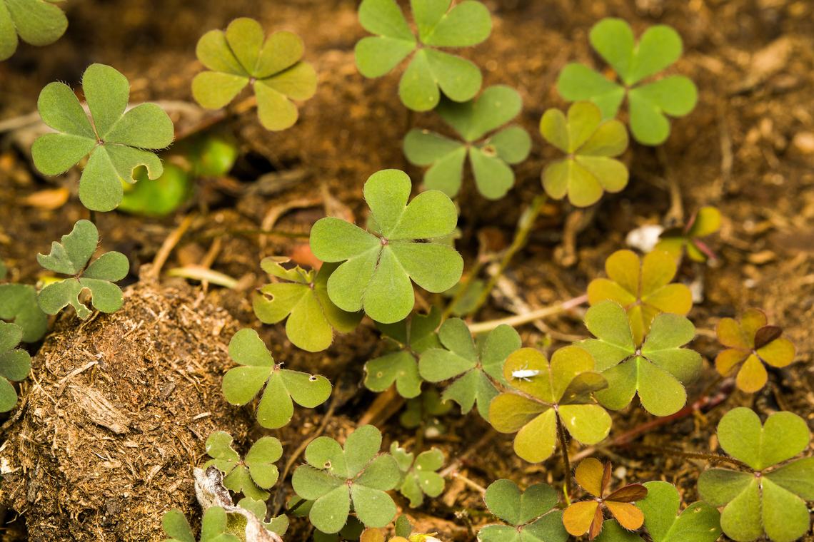 Creeping woodsorrel - leaves, Heesch, Netherlands Flower, a few weeks later:<br />
<figure class="photo"><a href="https://www.jungledragon.com/image/136350/creeping_woodsorrel_-_flower_heesch_netherlands.html" title="Creeping woodsorrel - flower, Heesch, Netherlands"><img src="https://s3.amazonaws.com/media.jungledragon.com/images/2/136350_thumb.jpg?AWSAccessKeyId=05GMT0V3GWVNE7GGM1R2&Expires=1769040010&Signature=7IXPFVD%2FhIbyP1k8VYDCdUp%2BewU%3D" width="200" height="176" alt="Creeping woodsorrel - flower, Heesch, Netherlands Flower size: 6-10mm.<br />
https://www.jungledragon.com/image/136027/creeping_woodsorrel_-_leaves_heesch_netherlands.html Creeping woodsorrel,Diffuser,Europe,Heesch,Netherlands,Oxalis corniculata,World,the Netherlands" /></a></figure> Creeping woodsorrel,Diffuser,Europe,Heesch,Netherlands,Oxalis corniculata,World,the Netherlands
