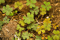 Creeping woodsorrel - leaves, Heesch, Netherlands Flower, a few weeks later:<br />
https://www.jungledragon.com/image/136350/creeping_woodsorrel_-_flower_heesch_netherlands.html Creeping woodsorrel,Diffuser,Europe,Heesch,Netherlands,Oxalis corniculata,World,the Netherlands