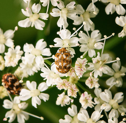 Varied carpet beetle(s) on Goutweed, Heesch, Netherlands Size: 1.7-3.5mm. Anthrenus verbasci,Diffuser,Europe,Heesch,Netherlands,Varied carpet beetle,World,the Netherlands