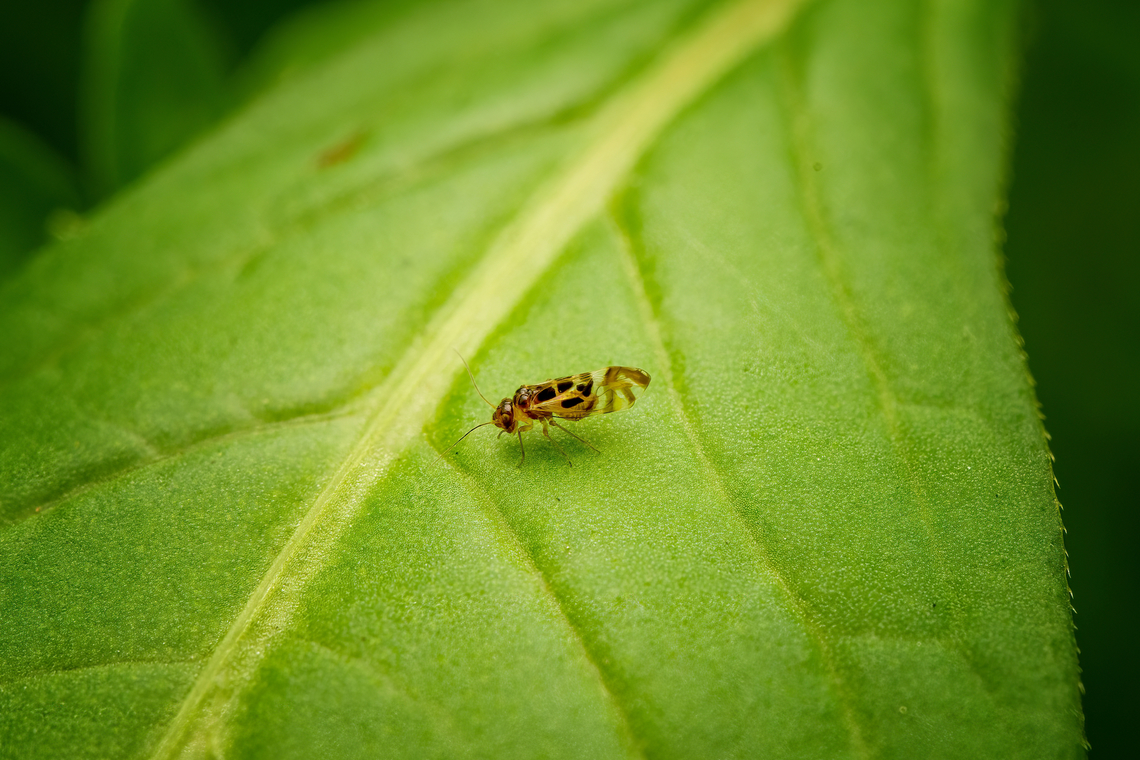F-Winged Barklouse, Heesch, Netherlands 3-4mm. Note the "F" shape at the end of the wings, giving the species its common name. Diffuser,Europe,F-Winged Barklouse,Graphopsocus cruciatus,Heesch,Macro,Netherlands,World,the Netherlands