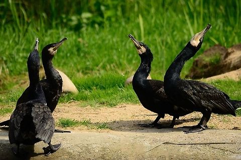 Four Cormorants in a family dispute, or is it a dance? Four black Cormorants in a loud yet entertaining ritual of dance or fight. Birds,Cormorants,Great Cormorant,Phalacrocorax carbo,Rhenen Zoo