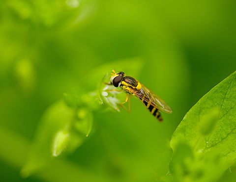 Long hoverfly, Heesch, Netherlands  Diffuser,Europe,Heesch,Long hoverfly,Netherlands,Sphaerophoria scripta,World,the Netherlands