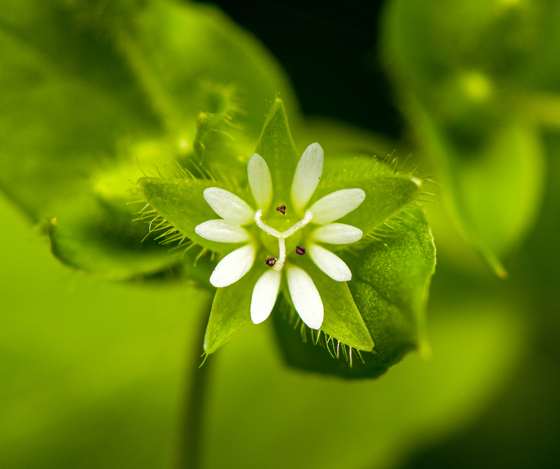 Common chickweed, Heesch, Netherlands Flower closeup. Flower size ~1cm. Common chickweed,Diffuser,Europe,Heesch,Netherlands,Stellaria media,World,the Netherlands