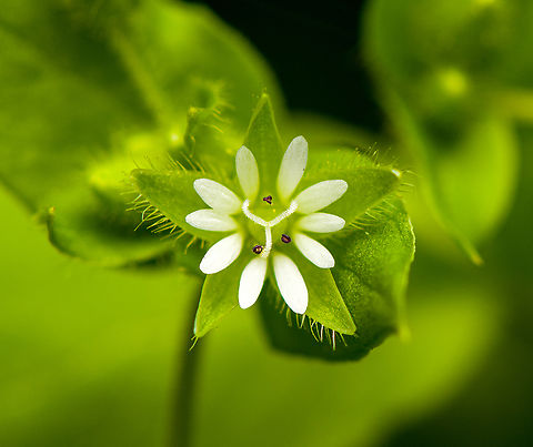 Common chickweed, Heesch, Netherlands Flower closeup. Flower size ~1cm. Common chickweed,Diffuser,Europe,Heesch,Netherlands,Stellaria media,World,the Netherlands