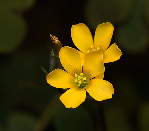 Creeping woodsorrel - flower, Heesch, Netherlands Flower size: 6-10mm.
https://www.jungledragon.com/image/136027/creeping_woodsorrel_-_leaves_heesch_netherlands.html Creeping woodsorrel,Diffuser,Europe,Heesch,Netherlands,Oxalis corniculata,World,the Netherlands