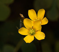 Creeping woodsorrel - flower, Heesch, Netherlands Flower size: 6-10mm.<br />
https://www.jungledragon.com/image/136027/creeping_woodsorrel_-_leaves_heesch_netherlands.html Creeping woodsorrel,Diffuser,Europe,Heesch,Netherlands,Oxalis corniculata,World,the Netherlands
