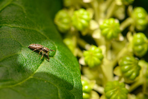 Fencepost Jumping Spider, Heesch, Netherlands Planning a leap as it got annoyed by me. Diffuser,Europe,Fencepost Jumping Spider,Heesch,Marpissa muscosa,Netherlands,World,the Netherlands
