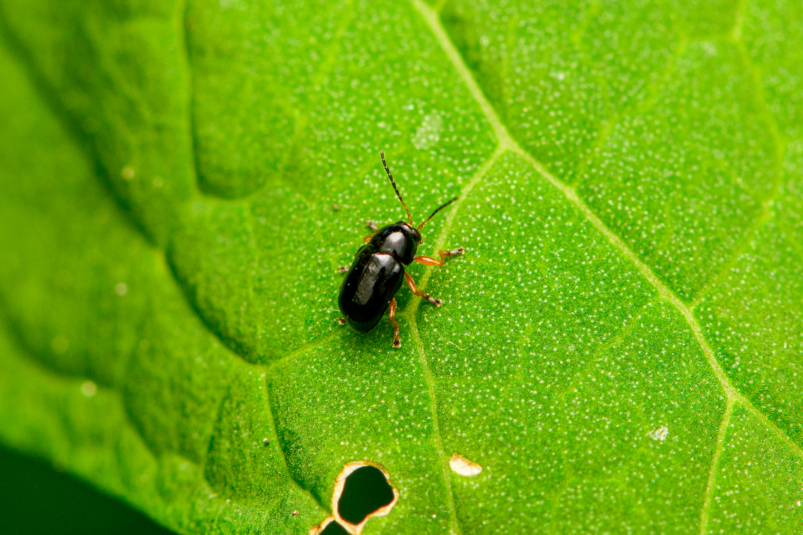 Cryptocephalus ocellatus, Heesch, Netherlands  Cryptocephalus ocellatus,Diffuser,Europe,Heesch,Netherlands,World,the Netherlands