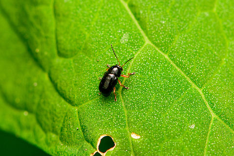 Cryptocephalus ocellatus, Heesch, Netherlands  Cryptocephalus ocellatus,Diffuser,Europe,Heesch,Netherlands,World,the Netherlands