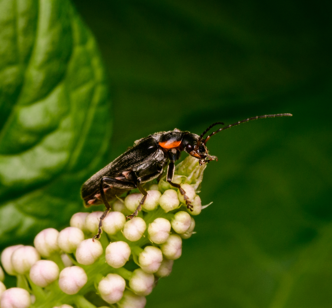 Cantharis obscura, Heesch, Netherlands 9-13mm soldier beetle.<br />
<figure class="photo"><a href="https://www.jungledragon.com/image/136356/cantharis_obscura_on_indian_pokeweed_heesch_netherlands.html" title="Cantharis obscura on Indian Pokeweed, Heesch, Netherlands"><img src="https://s3.amazonaws.com/media.jungledragon.com/images/2/136356_thumb.jpg?AWSAccessKeyId=05GMT0V3GWVNE7GGM1R2&Expires=1767225610&Signature=FZKIvC9a1N%2BF8BhdQ2nH%2B7R4Xwo%3D" width="124" height="152" alt="Cantharis obscura on Indian Pokeweed, Heesch, Netherlands 9-13mm soldier beetle.<br />
https://www.jungledragon.com/image/136354/cantharis_obscura_heesch_netherlands.html<br />
https://www.jungledragon.com/image/136355/cantharis_obscura_on_indian_pokeweed_-_closeup_heesch_netherlands.html Cantharis obscura,Diffuser,Europe,Heesch,Netherlands,World,the Netherlands" /></a></figure><br />
<figure class="photo"><a href="https://www.jungledragon.com/image/136355/cantharis_obscura_on_indian_pokeweed_-_closeup_heesch_netherlands.html" title="Cantharis obscura on Indian Pokeweed - closeup, Heesch, Netherlands"><img src="https://s3.amazonaws.com/media.jungledragon.com/images/2/136355_thumb.jpg?AWSAccessKeyId=05GMT0V3GWVNE7GGM1R2&Expires=1767225610&Signature=xrnvEmI0jiM1GjiZTnM6Ebt5Lxk%3D" width="118" height="152" alt="Cantharis obscura on Indian Pokeweed - closeup, Heesch, Netherlands 9-13mm soldier beetle.<br />
https://www.jungledragon.com/image/136356/cantharis_obscura_on_indian_pokeweed_heesch_netherlands.html<br />
https://www.jungledragon.com/image/136354/cantharis_obscura_heesch_netherlands.html Cantharis obscura,Diffuser,Europe,Heesch,Netherlands,World,the Netherlands" /></a></figure> Cantharis obscura,Diffuser,Europe,Heesch,Netherlands,World,the Netherlands