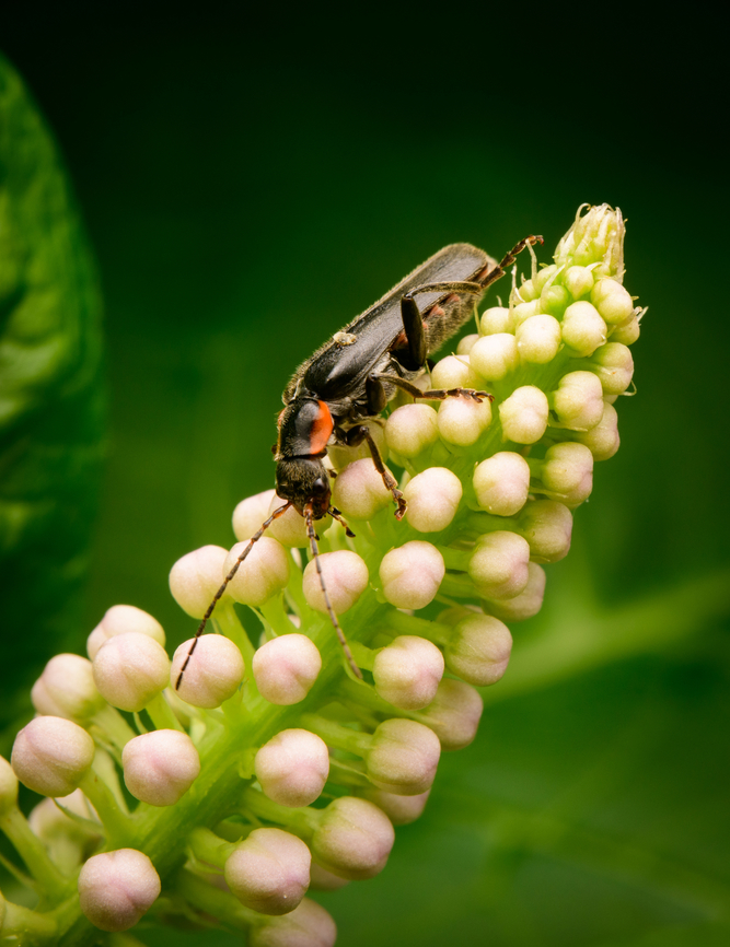 Cantharis obscura on Indian Pokeweed - closeup, Heesch, Netherlands 9-13mm soldier beetle.<br />
<figure class="photo"><a href="https://www.jungledragon.com/image/136356/cantharis_obscura_on_indian_pokeweed_heesch_netherlands.html" title="Cantharis obscura on Indian Pokeweed, Heesch, Netherlands"><img src="https://s3.amazonaws.com/media.jungledragon.com/images/2/136356_thumb.jpg?AWSAccessKeyId=05GMT0V3GWVNE7GGM1R2&Expires=1767225610&Signature=FZKIvC9a1N%2BF8BhdQ2nH%2B7R4Xwo%3D" width="124" height="152" alt="Cantharis obscura on Indian Pokeweed, Heesch, Netherlands 9-13mm soldier beetle.<br />
https://www.jungledragon.com/image/136354/cantharis_obscura_heesch_netherlands.html<br />
https://www.jungledragon.com/image/136355/cantharis_obscura_on_indian_pokeweed_-_closeup_heesch_netherlands.html Cantharis obscura,Diffuser,Europe,Heesch,Netherlands,World,the Netherlands" /></a></figure><br />
<figure class="photo"><a href="https://www.jungledragon.com/image/136354/cantharis_obscura_heesch_netherlands.html" title="Cantharis obscura, Heesch, Netherlands"><img src="https://s3.amazonaws.com/media.jungledragon.com/images/2/136354_thumb.jpg?AWSAccessKeyId=05GMT0V3GWVNE7GGM1R2&Expires=1767225610&Signature=9KwSLHDMly%2F1VWX91vz%2FxA85Co8%3D" width="200" height="186" alt="Cantharis obscura, Heesch, Netherlands 9-13mm soldier beetle.<br />
https://www.jungledragon.com/image/136356/cantharis_obscura_on_indian_pokeweed_heesch_netherlands.html<br />
https://www.jungledragon.com/image/136355/cantharis_obscura_on_indian_pokeweed_-_closeup_heesch_netherlands.html Cantharis obscura,Diffuser,Europe,Heesch,Netherlands,World,the Netherlands" /></a></figure> Cantharis obscura,Diffuser,Europe,Heesch,Netherlands,World,the Netherlands