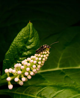 Cantharis obscura on Indian Pokeweed, Heesch, Netherlands 9-13mm soldier beetle.
https://www.jungledragon.com/image/136354/cantharis_obscura_heesch_netherlands.html
https://www.jungledragon.com/image/136355/cantharis_obscura_on_indian_pokeweed_-_closeup_heesch_netherlands.html Cantharis obscura,Diffuser,Europe,Heesch,Netherlands,World,the Netherlands