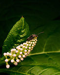 Cantharis obscura on Indian Pokeweed, Heesch, Netherlands 9-13mm soldier beetle.<br />
https://www.jungledragon.com/image/136354/cantharis_obscura_heesch_netherlands.html<br />
https://www.jungledragon.com/image/136355/cantharis_obscura_on_indian_pokeweed_-_closeup_heesch_netherlands.html Cantharis obscura,Diffuser,Europe,Heesch,Netherlands,World,the Netherlands
