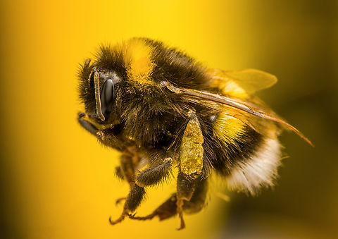 Buff-tailed bumblebee, Heesch, Netherlands Found dead in our garden. Very dirty and with some broken body parts so instead of focus stacking I did a quick approach. Subject is pinned, magnification about 1.7:1. The background is a golden-colored reflector, bouncing back flash light. The flash is a single frontal unit with a large diffuser. Lots of cleanup of dust and sand in Photoshop. Bombus terrestris,Buff-tailed bumblebee,Diffuser,Europe,Extreme Macro,Heesch,Netherlands,World,the Netherlands