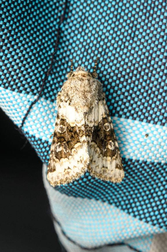 Broad-barred white, Heesch, Netherlands Found on the cushion of our garden chair. Named &quot;bi-colored owl&quot; in dutch. Broad-barred white,Diffuser,Europe,Hecatera bicolorata,Heesch,Netherlands,World,the Netherlands