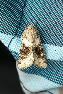 Broad-barred white, Heesch, Netherlands Found on the cushion of our garden chair. Named "bi-colored owl" in dutch. Broad-barred white,Diffuser,Europe,Hecatera bicolorata,Heesch,Netherlands,World,the Netherlands