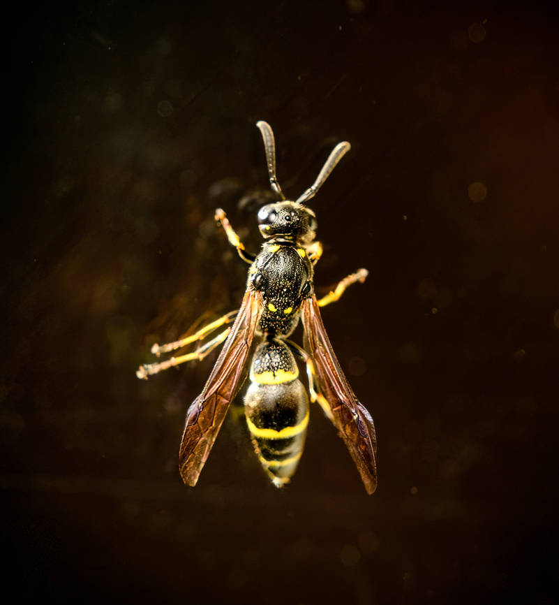 Willow Mason Wasp, Heesch, Netherlands This little wasp somehow managed to enter my man cave, which normally requires permission in writing, and was then looking for a way out, which is the correct thing to do. I photographed it on the inside of a window and then released it to the outdoors.<br />
<br />
It was very active so the photo is a bit blurry, but it does show the key identifiable parts of this species. Size 7-11mm. Diffuser,Europe,Heesch,Netherlands,Symmorphus bifasciatus,World,the Netherlands