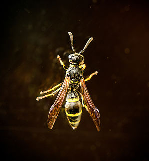 Willow Mason Wasp