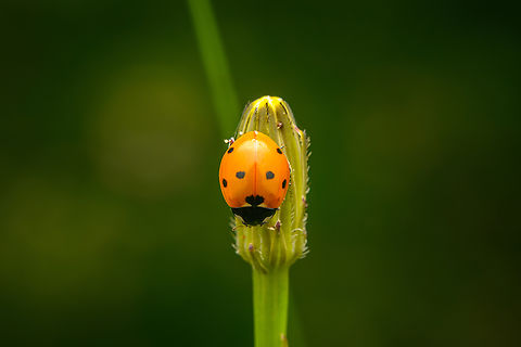 Seven-spotted Lady Beetle, Heesch, Netherlands  Coccinella septempunctata,Diffuser,Europe,Heesch,Netherlands,Seven-spotted Lady Beetle,World,the Netherlands