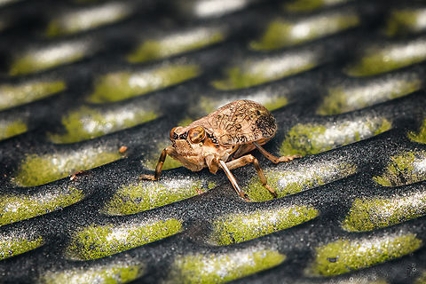 Issus muscaeformis, Heesch, Netherlands Deep crop of a tiny planthopper found on our garden table. Diffuser,Europe,Heesch,Issus muscaeformis,Netherlands,World,the Netherlands