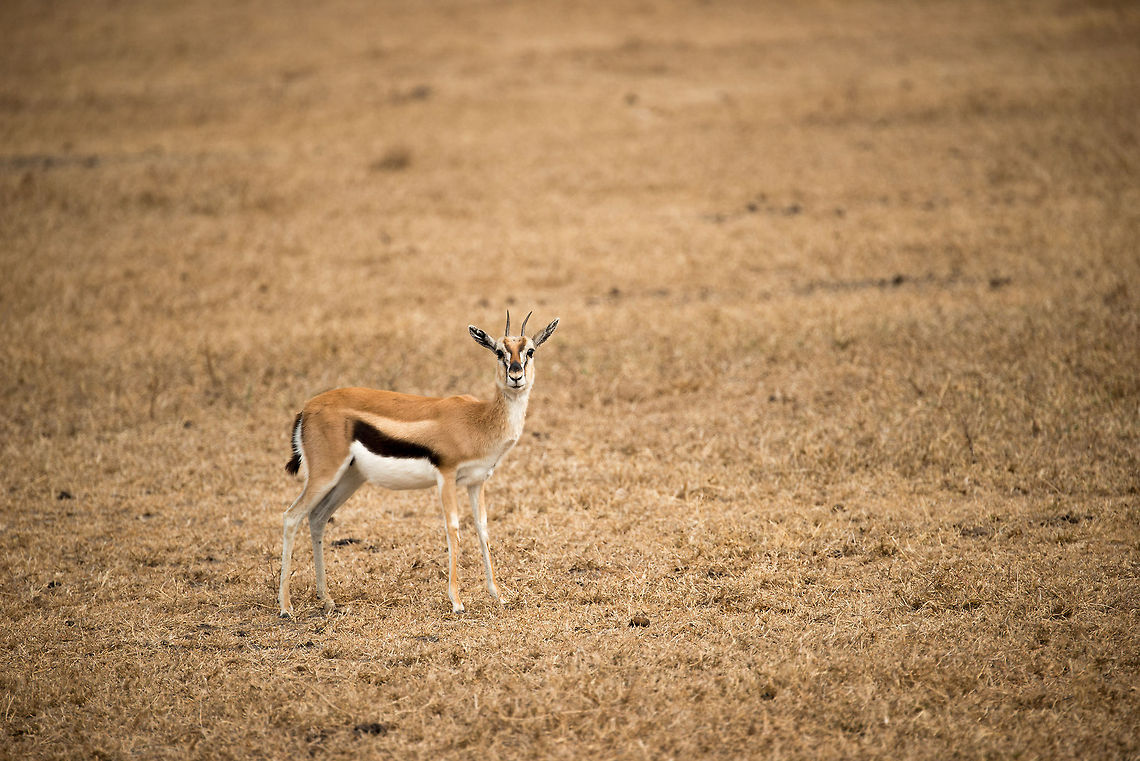 Tommy staring in camera on Ngorongoro crater floor These gazelles lead a life full of danger, them being a favorite prey of many big cats. Africa,Eudorcas thomsonii,Ngorongoro,Ngorongoro Crater,Serengeti area,Tanzania,Thomsons gazelle