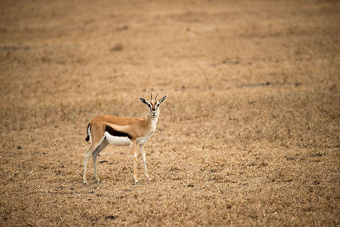Tommy staring in camera on Ngorongoro crater floor These gazelles lead a life full of danger, them being a favorite prey of many big cats. Africa,Eudorcas thomsonii,Ngorongoro,Ngorongoro Crater,Serengeti area,Tanzania,Thomsons gazelle