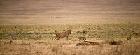 Battle of the Carnivores in the Ngorongoro crater - 1 Ngorongoro crater is a closed ecosystem with a vast flat landscape. The flatness creates a stressful dynamic between herbivores and carnivores. However, we were "lucky" to also see the dynamics between carnivores. Whilst Lions may be on top of the food chain, their kills are very easily detected in the Ngorongoro crater. As a result, these kings have to deal with thieves all the time. <br />
<br />
This photo shows the start of the attempt. Three lions, one standing, are feeding on a fresh kill. The first jackals appear to test and distract the lions away from the prey. Occasionally the lion attacks, but they keep coming back. In the foreground are Hyenas laying down. They're waiting for more troops to arrive. More soon... Africa,Geotagged,Lion,Ngorongoro,Ngorongoro Crater,Panthera leo,Serengeti area,Tanzania