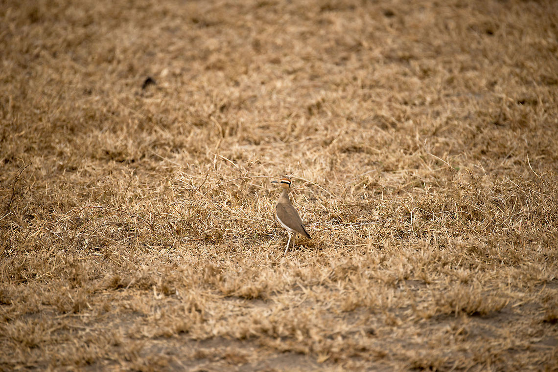 Temminck's Courser on Ngorongoro crater floor I was missing a bit of range here, but at least it&#039;s a specie introduction. Africa,Cursorius temminckii,Ngorongoro,Ngorongoro Crater,Serengeti area,Tanzania,Temmincks Courser