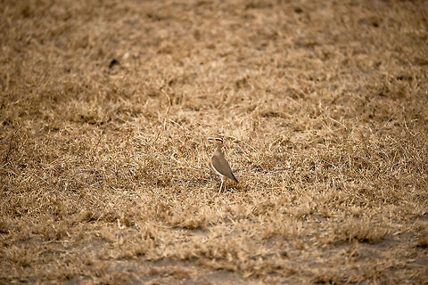 Temminck's Courser on Ngorongoro crater floor I was missing a bit of range here, but at least it's a specie introduction. Africa,Cursorius temminckii,Ngorongoro,Ngorongoro Crater,Serengeti area,Tanzania,Temmincks Courser