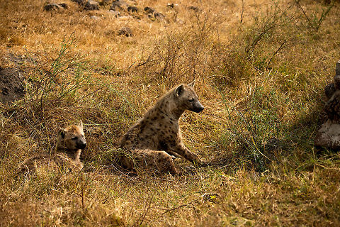 Spotted Hyena mother and youngster resting on Ngorongoro crater floor  Africa,Crocuta crocuta,Ngorongoro,Ngorongoro Crater,Serengeti area,Spotted Hyena,Tanzania