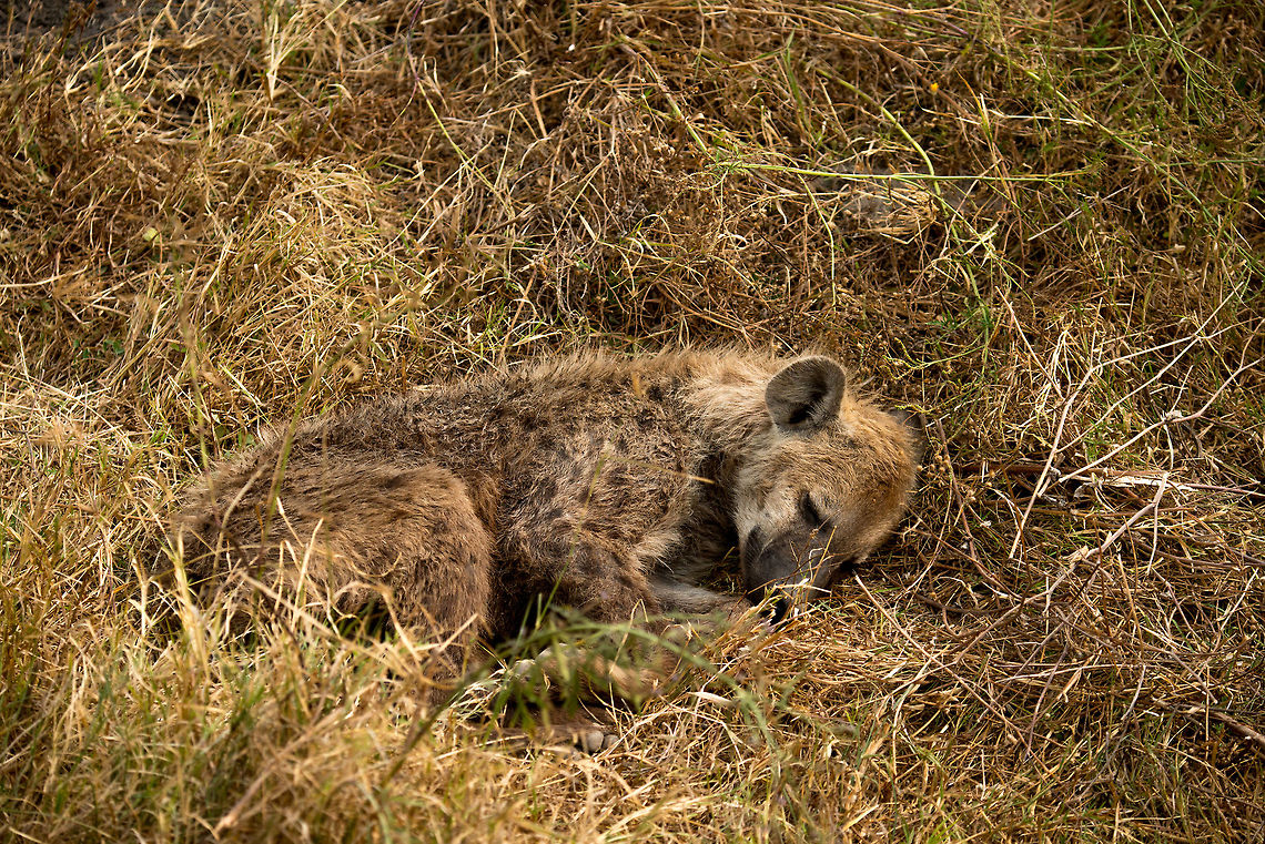 Young Spotted Hyena sleeping on Ngorongoro crater floor Many people strongly dislike hyenas for their vicious nature, thieving and &quot;unfair&quot; hunting strategies. As we all know though, fairness is not a concept in the wild when you have to eat. Plus, when you see a young Hyena carefully tucked away and sleeping, you&#039;ll realize they are not worse or better than any other animal trying to survive. Africa,Crocuta crocuta,Geotagged,Ngorongoro,Ngorongoro Crater,Serengeti area,Spotted Hyena,Tanzania
