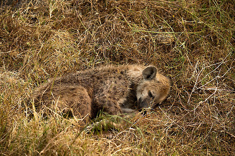 Young Spotted Hyena sleeping on Ngorongoro crater floor Many people strongly dislike hyenas for their vicious nature, thieving and "unfair" hunting strategies. As we all know though, fairness is not a concept in the wild when you have to eat. Plus, when you see a young Hyena carefully tucked away and sleeping, you'll realize they are not worse or better than any other animal trying to survive. Africa,Crocuta crocuta,Geotagged,Ngorongoro,Ngorongoro Crater,Serengeti area,Spotted Hyena,Tanzania